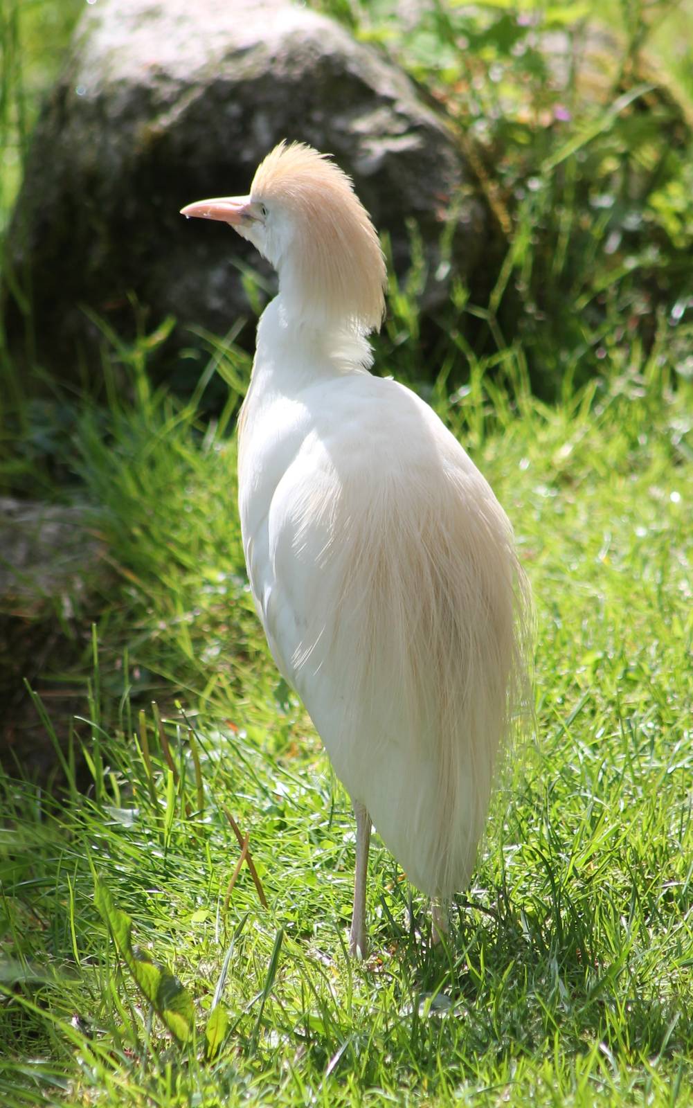 Cattle egret