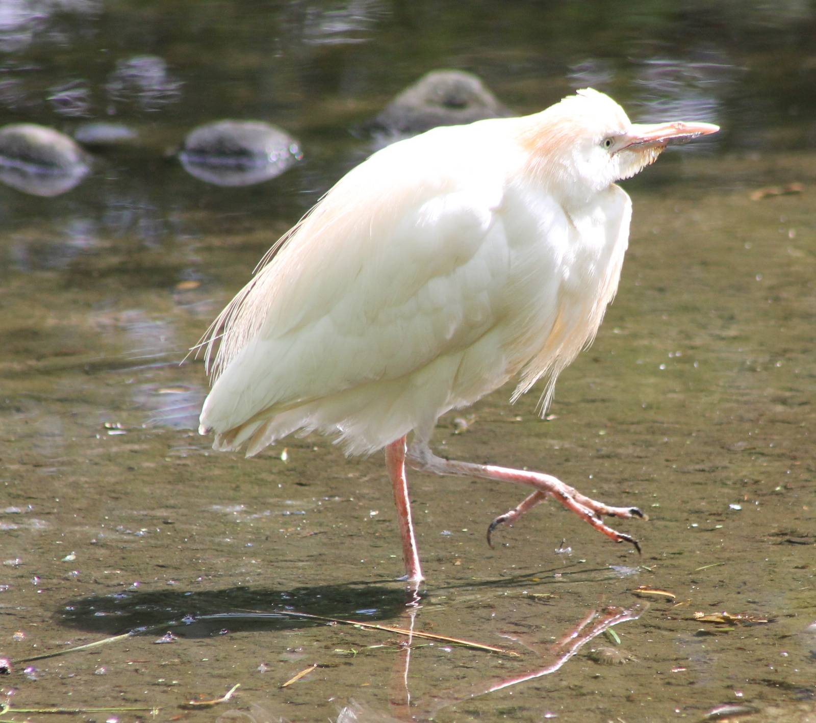 Cattle egret
