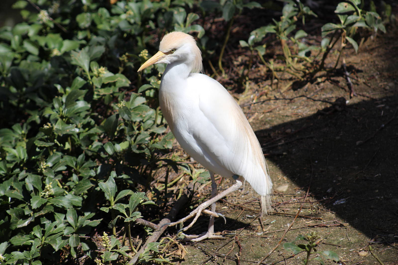 Cattle Egret
