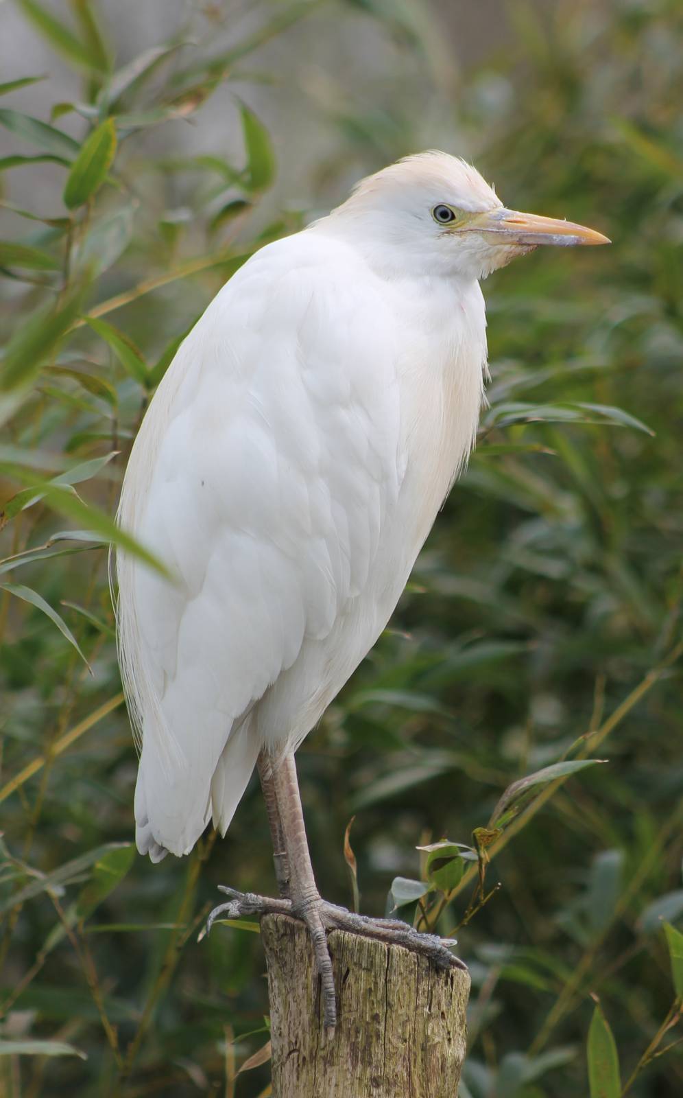 Cattle egret