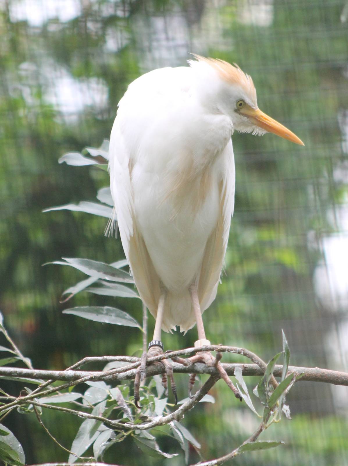 Cattle egret