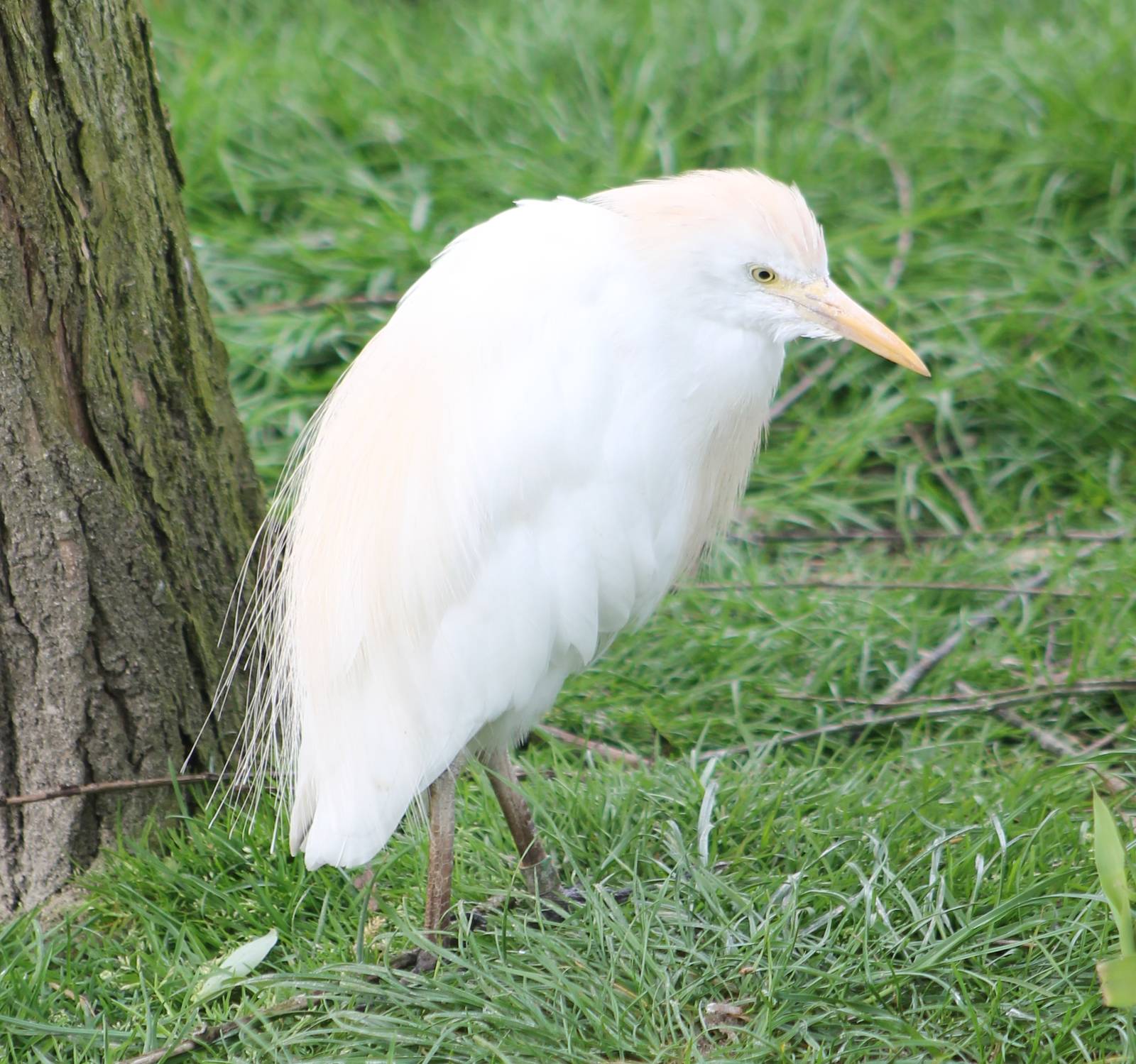 Cattle egret