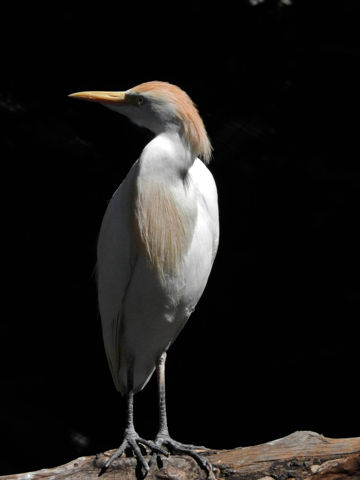 Cattle Egret
