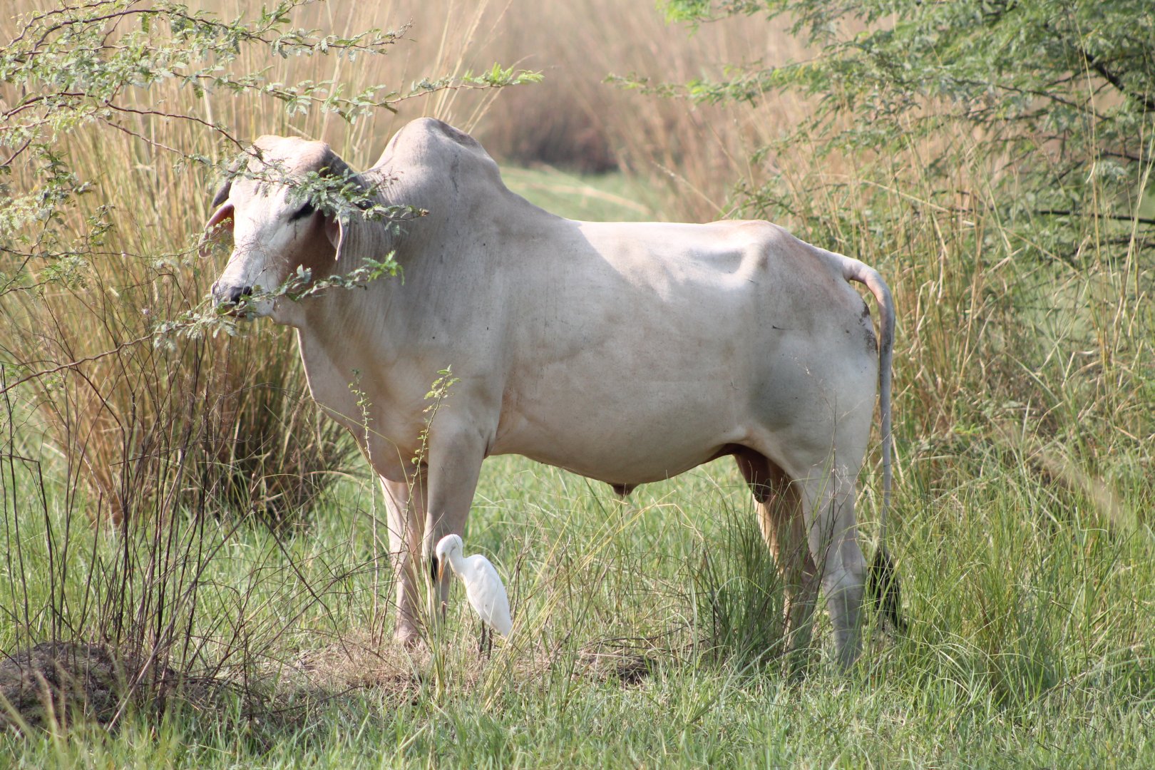 Cattle. Egret.