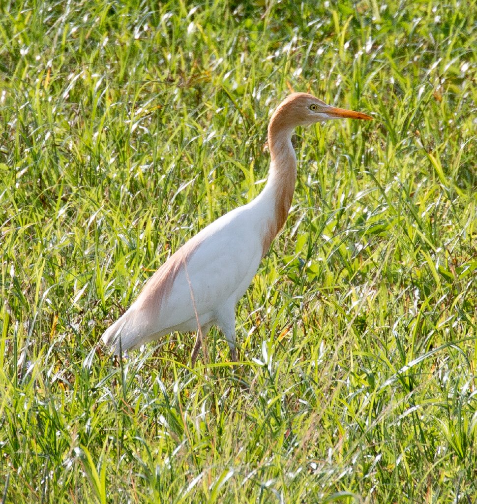 Cattle Egret