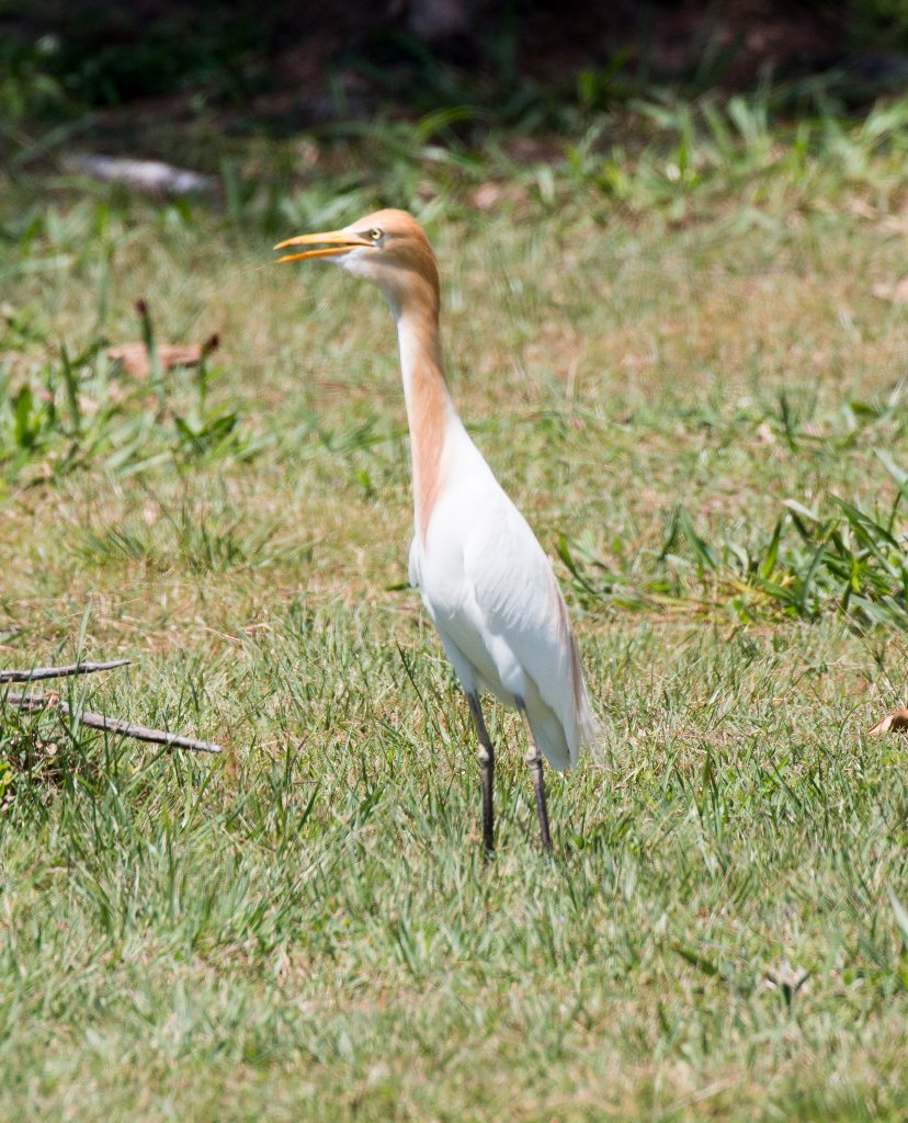 Cattle Egret