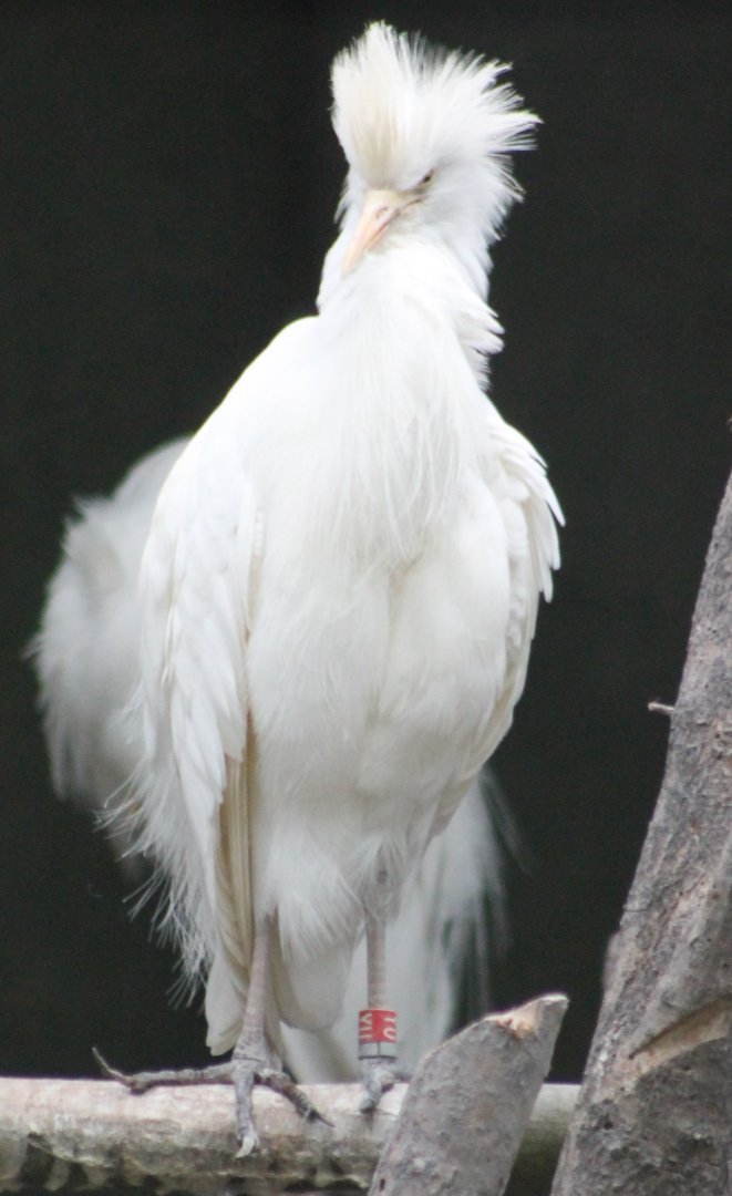 Cattle egret