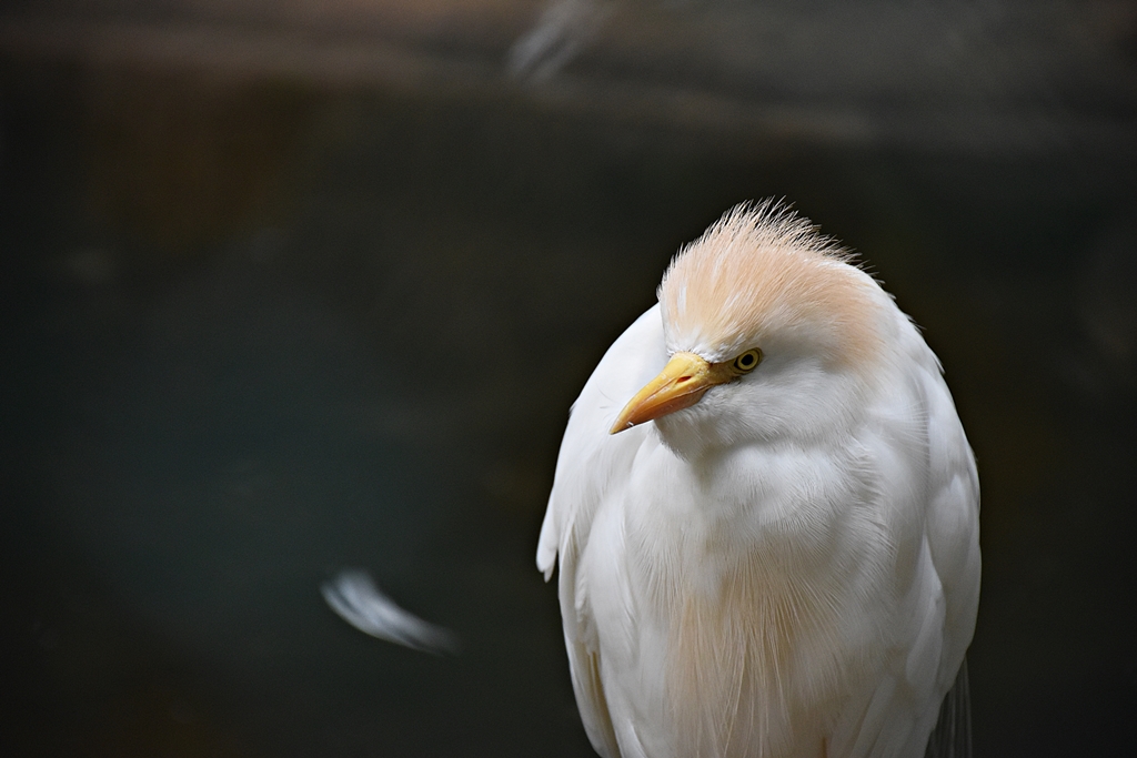 Cattle egret
