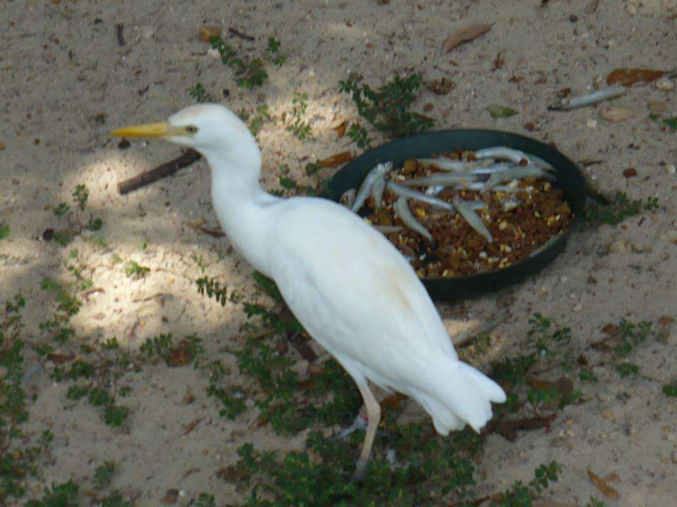 Cattle egret