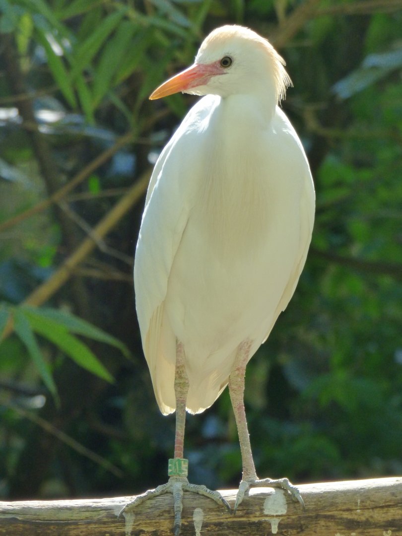 Cattle Egret