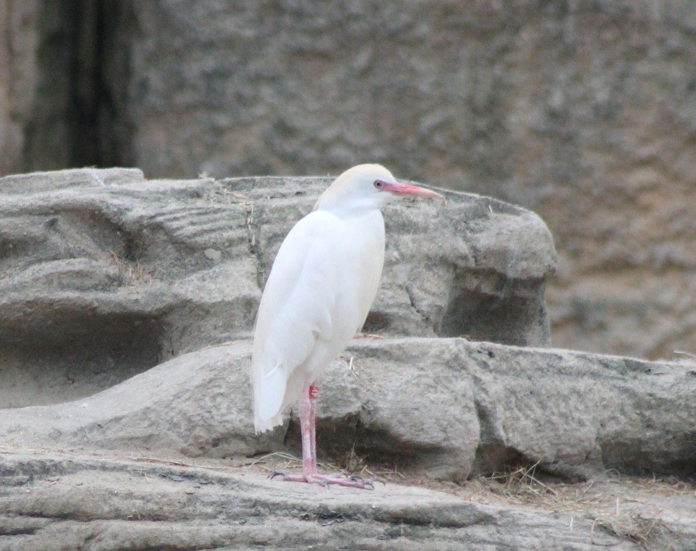 Cattle egret