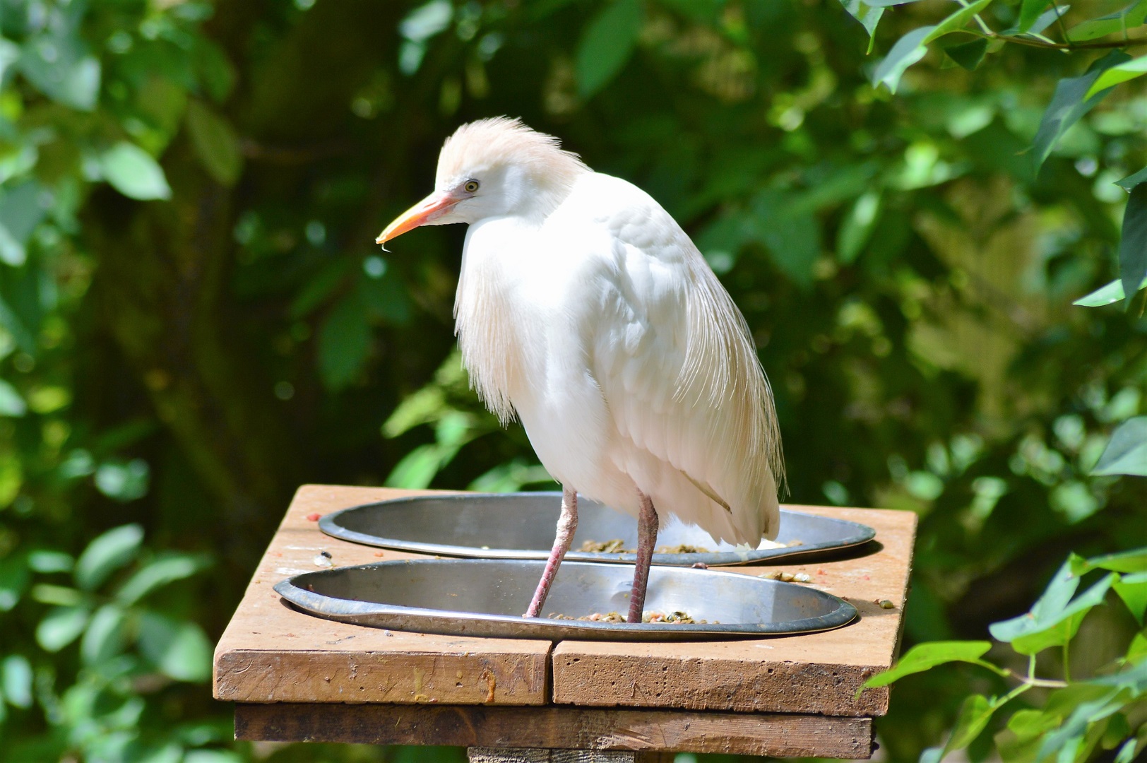 Cattle egret