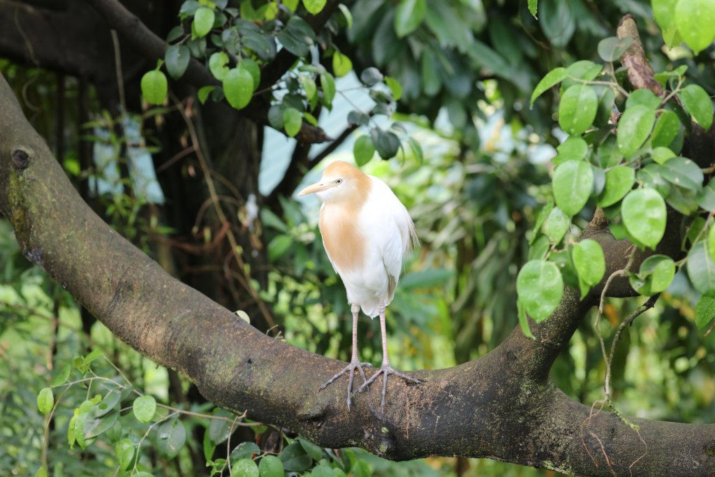 Cattle Egret