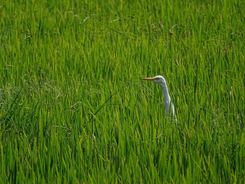 Cattle Egret