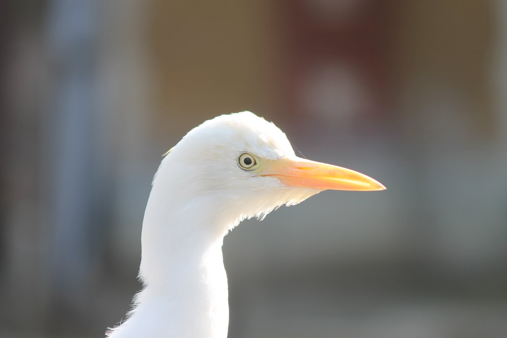 Cattle egret
