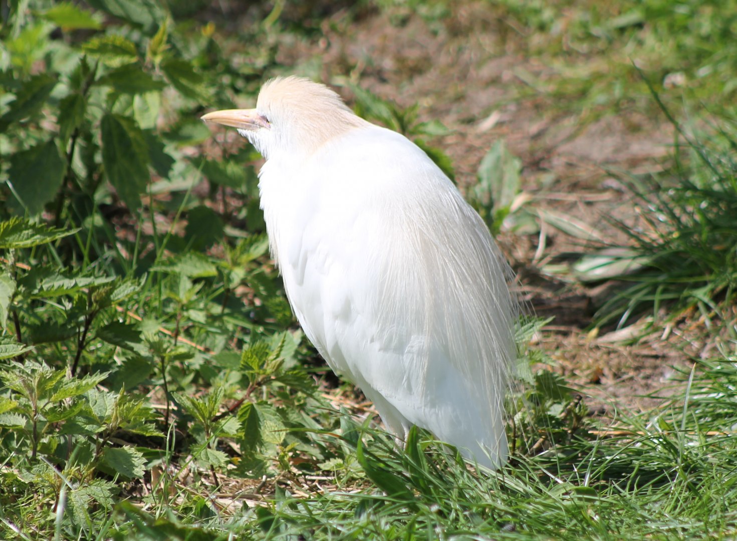 Cattle egret