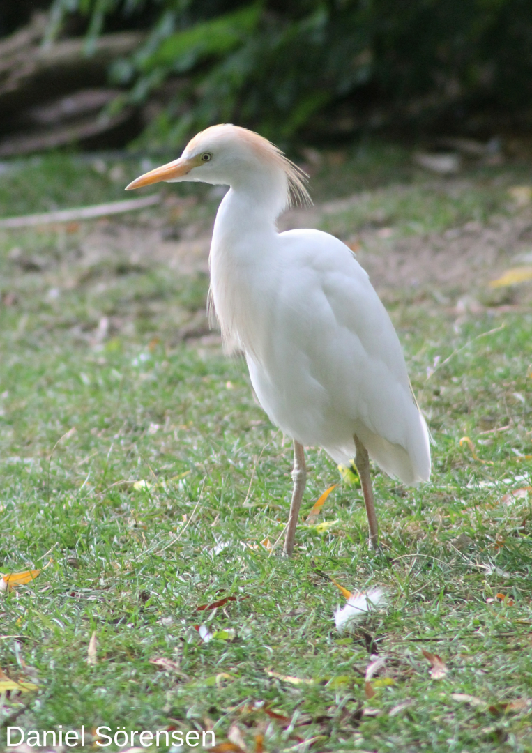 Cattle egret