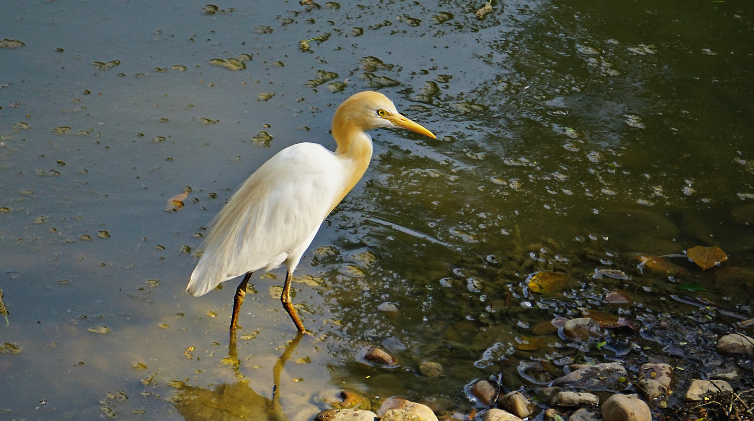 Cattle egret