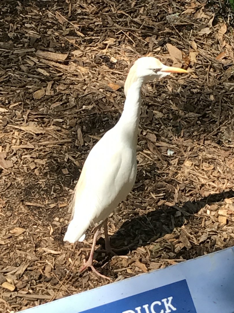 Cattle egret