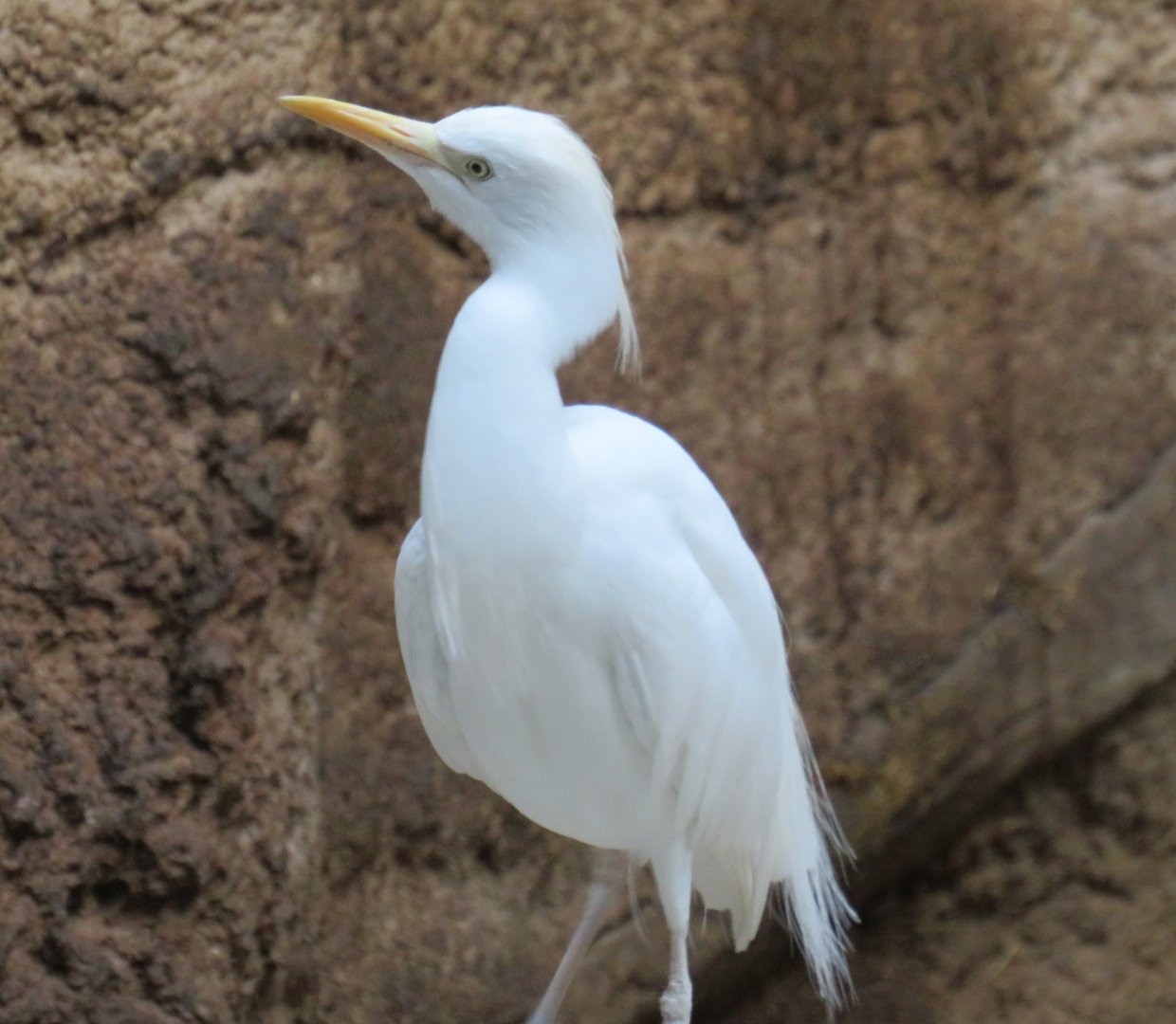 Cattle egret