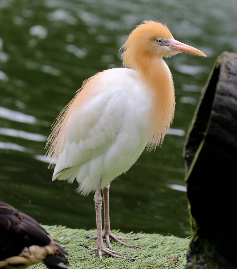 Cattle Egret