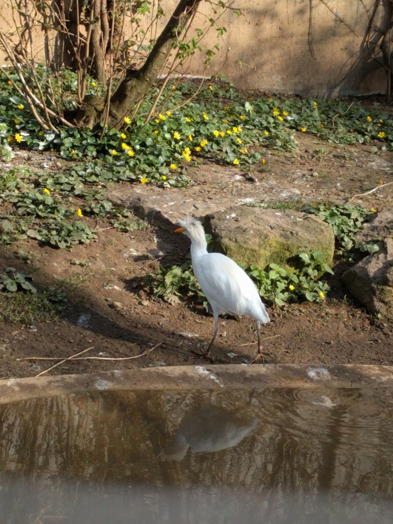 Cattle Egret