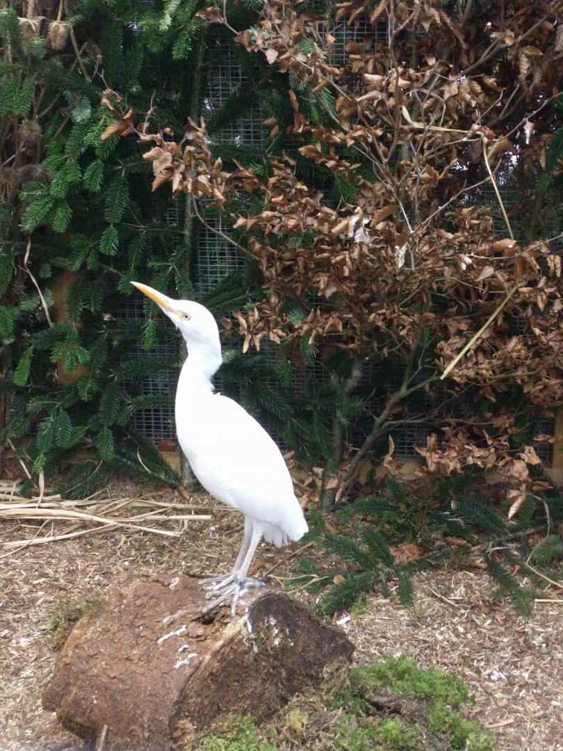 Cattle Egret