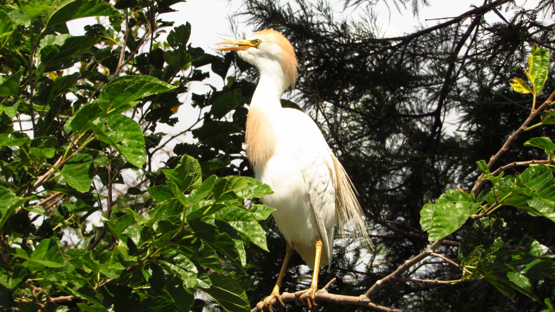 Cattle Egret