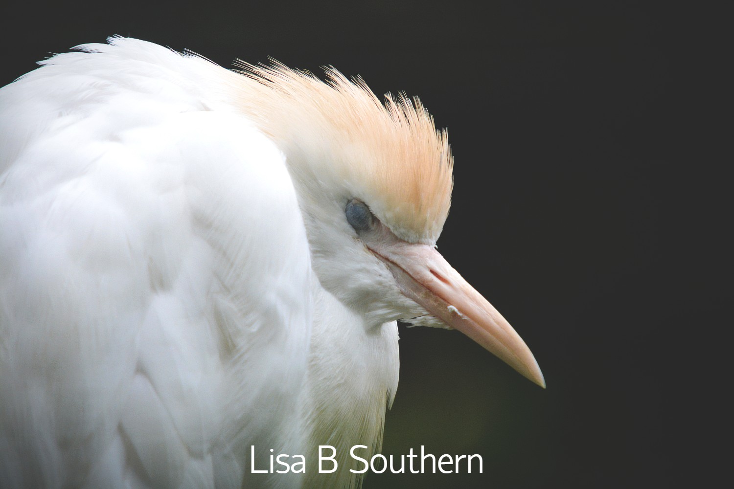 Cattle Egret