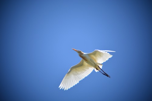 Cattle egret.