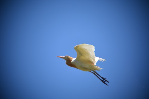 Cattle egret.