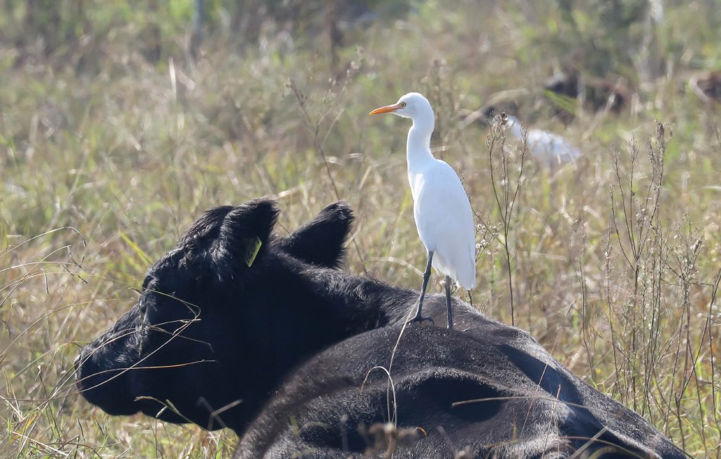 Cattle Egret