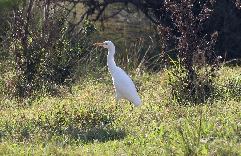 Cattle Egret