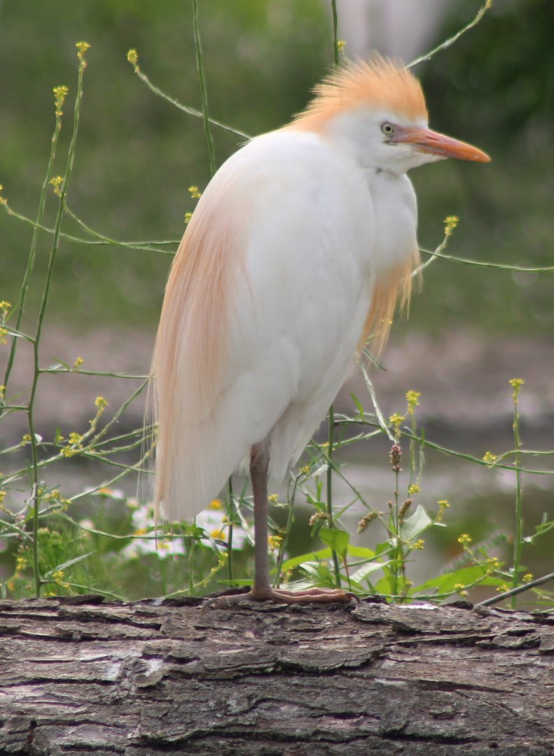 Cattle egret