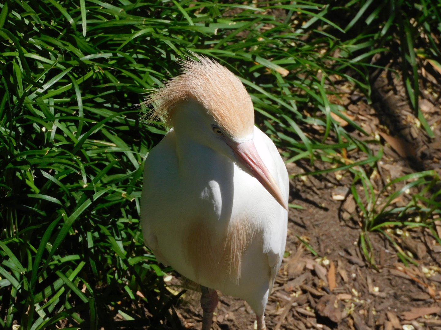Cattle egret