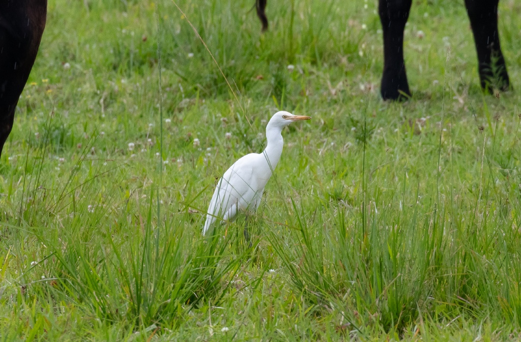 Cattle Egret
