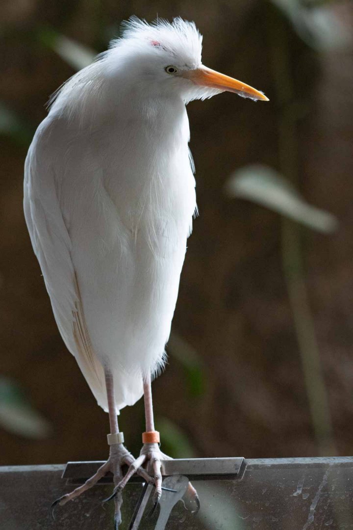 Cattle Egret