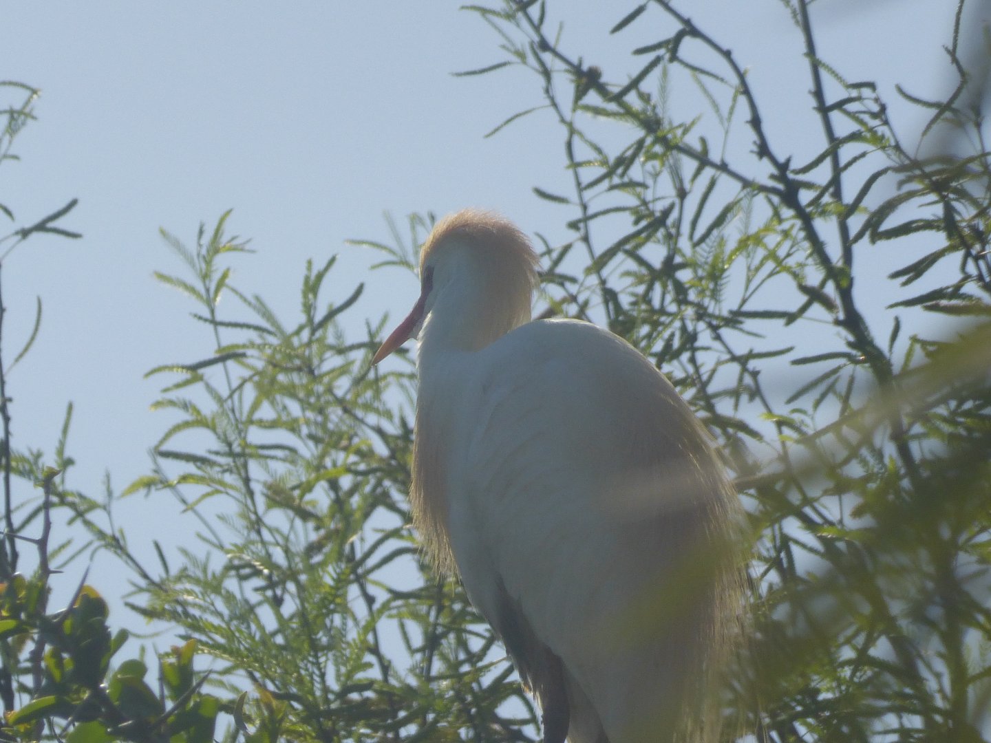 Cattle egret