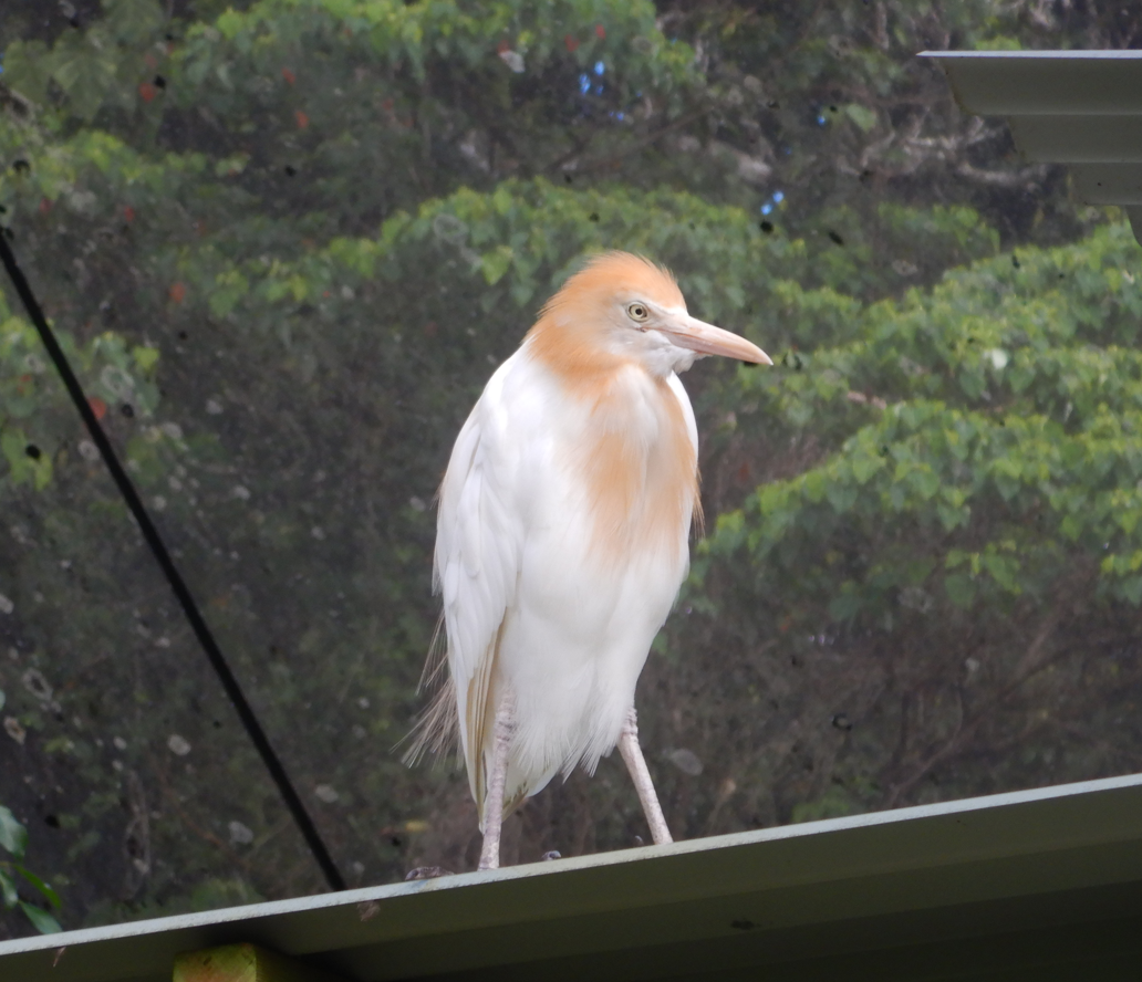 Cattle Egret