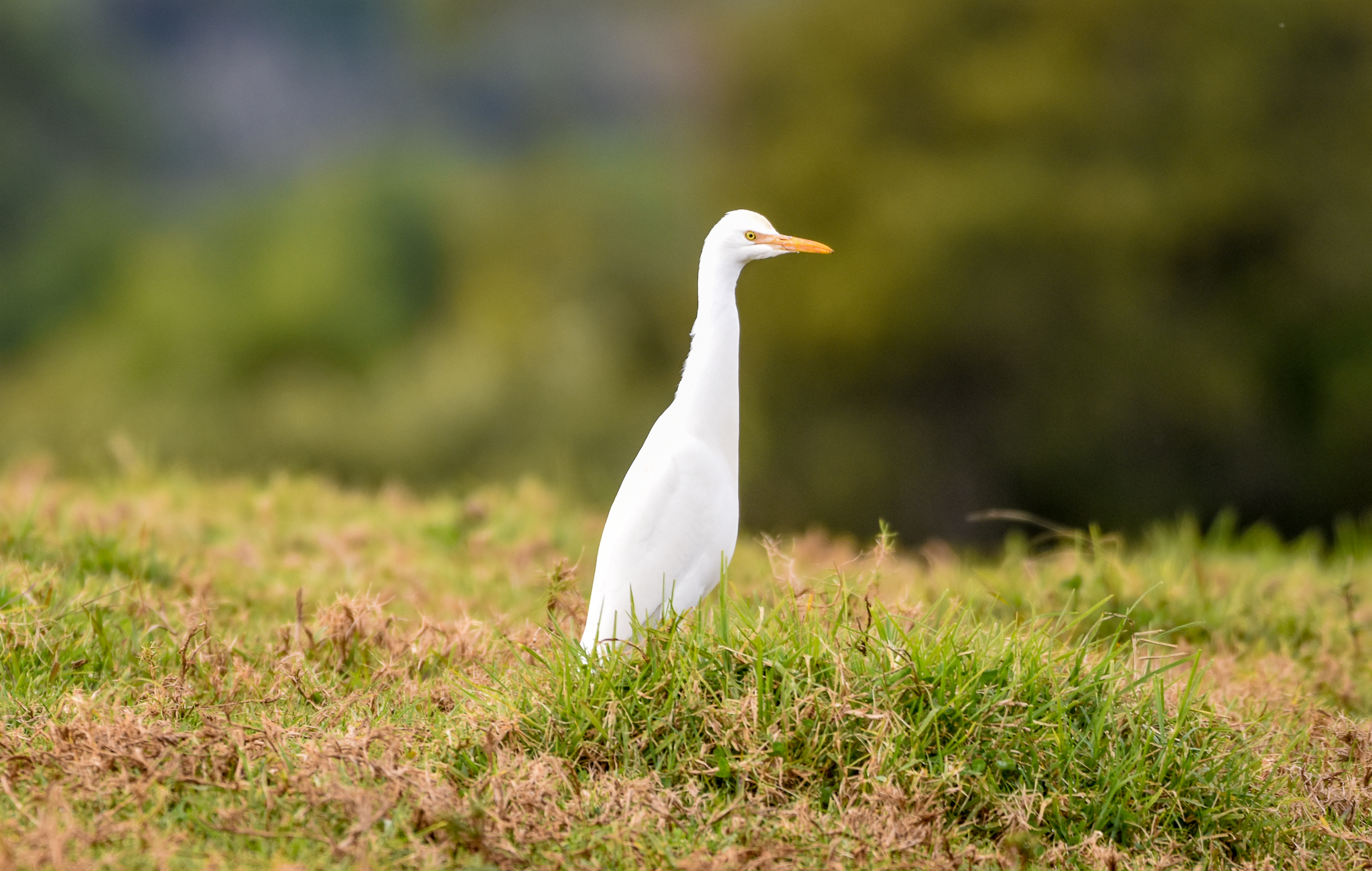 Cattle Egret