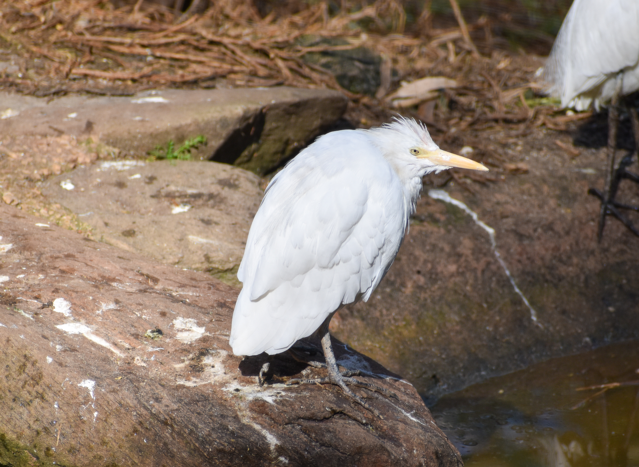 Cattle Egret