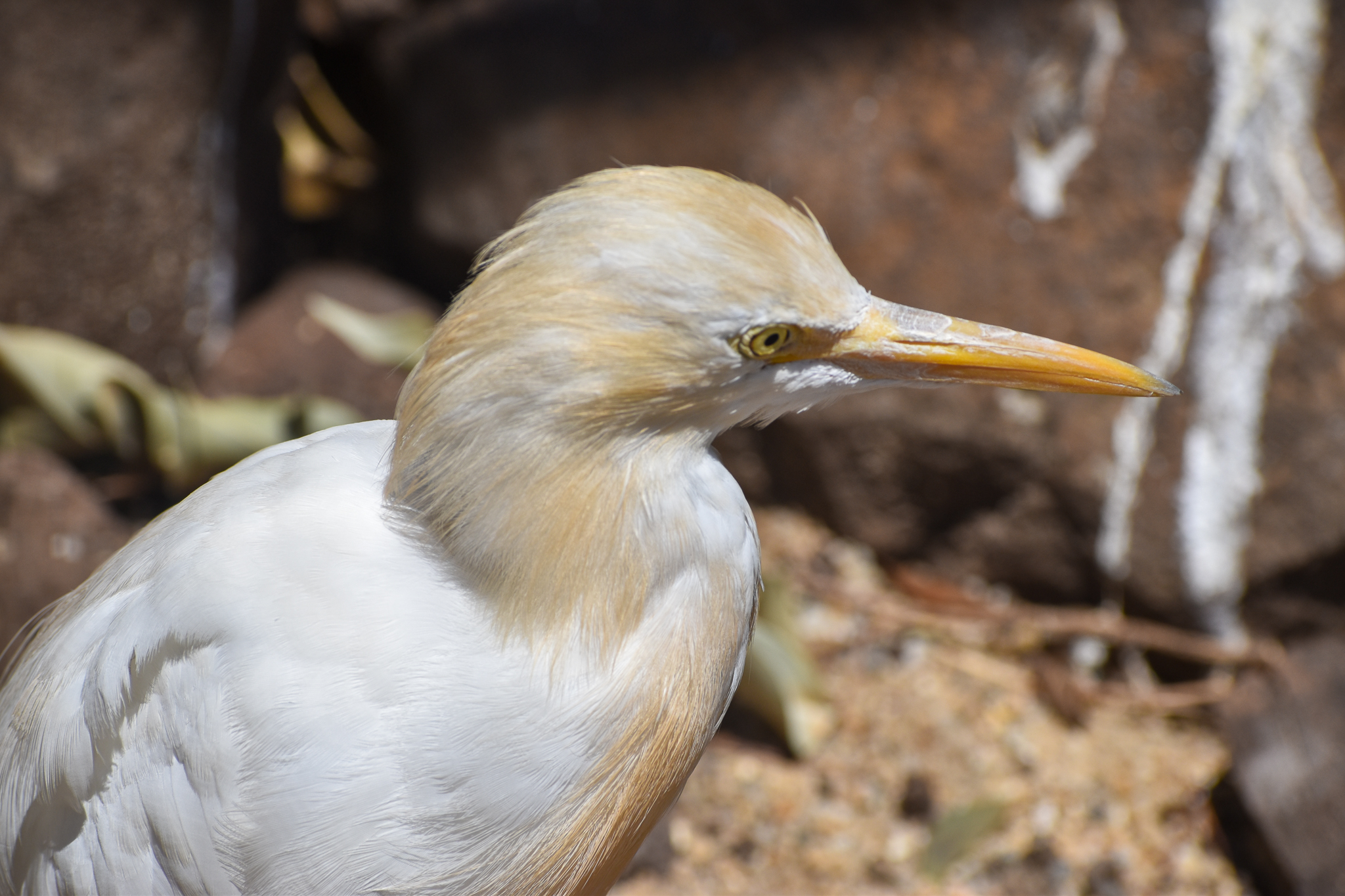 Cattle Egret