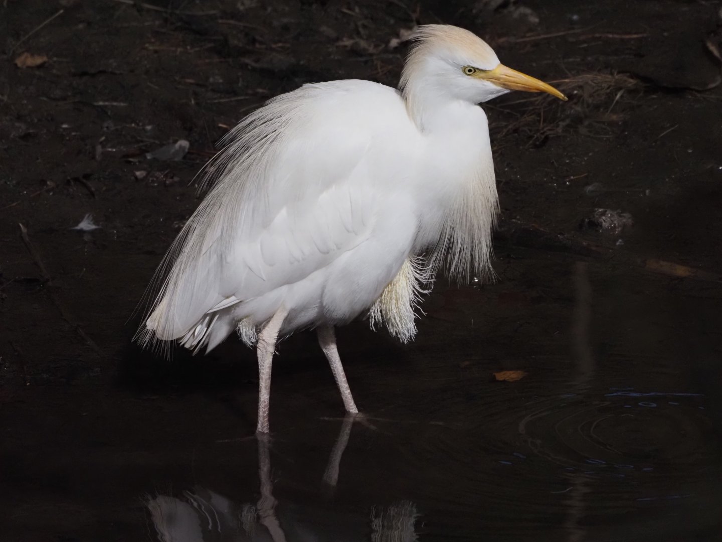 Cattle Egret