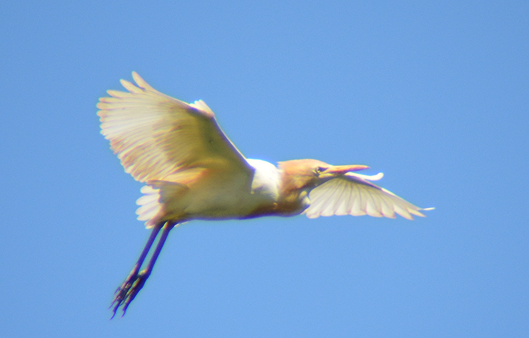 Cattle egret.