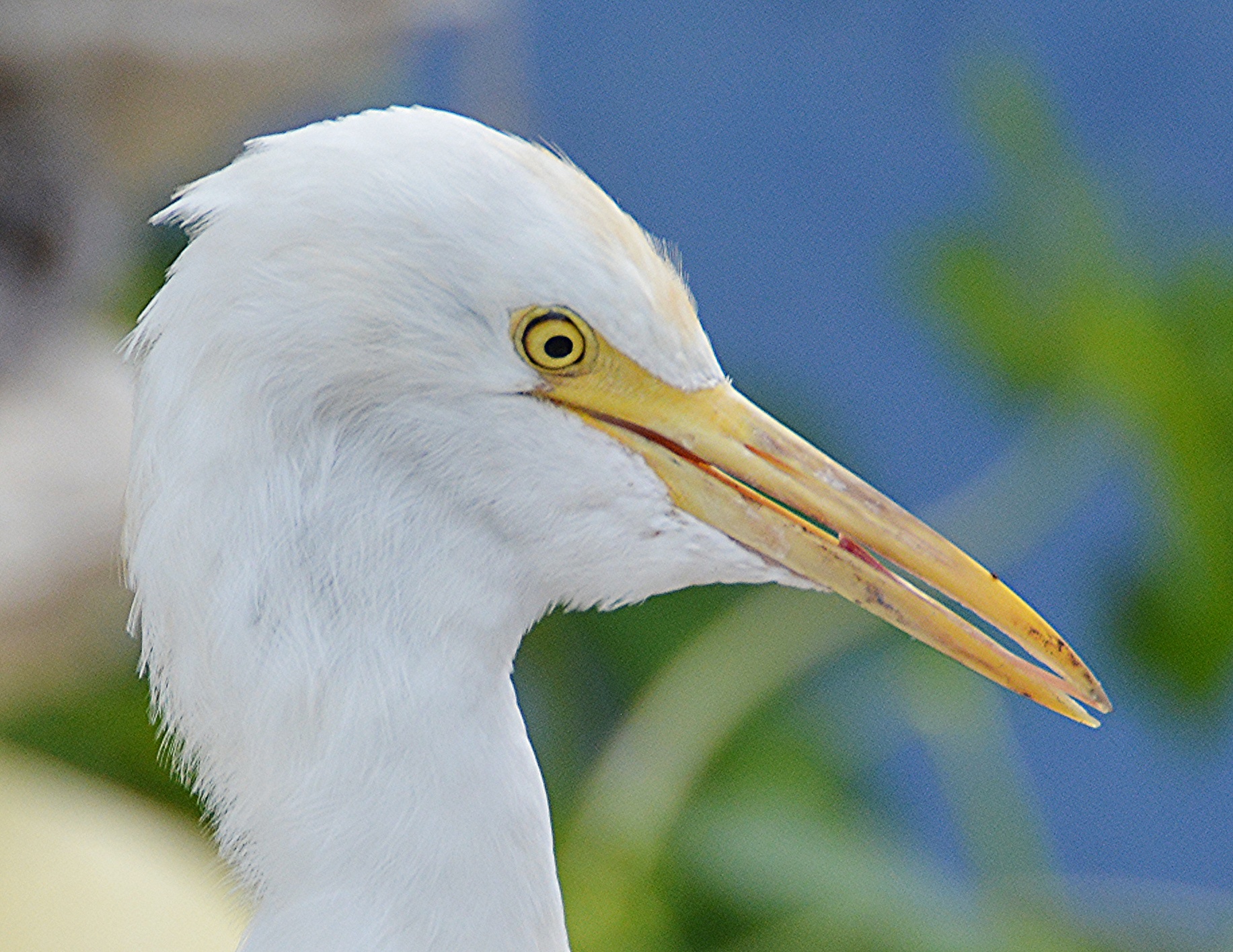 Cattle egret