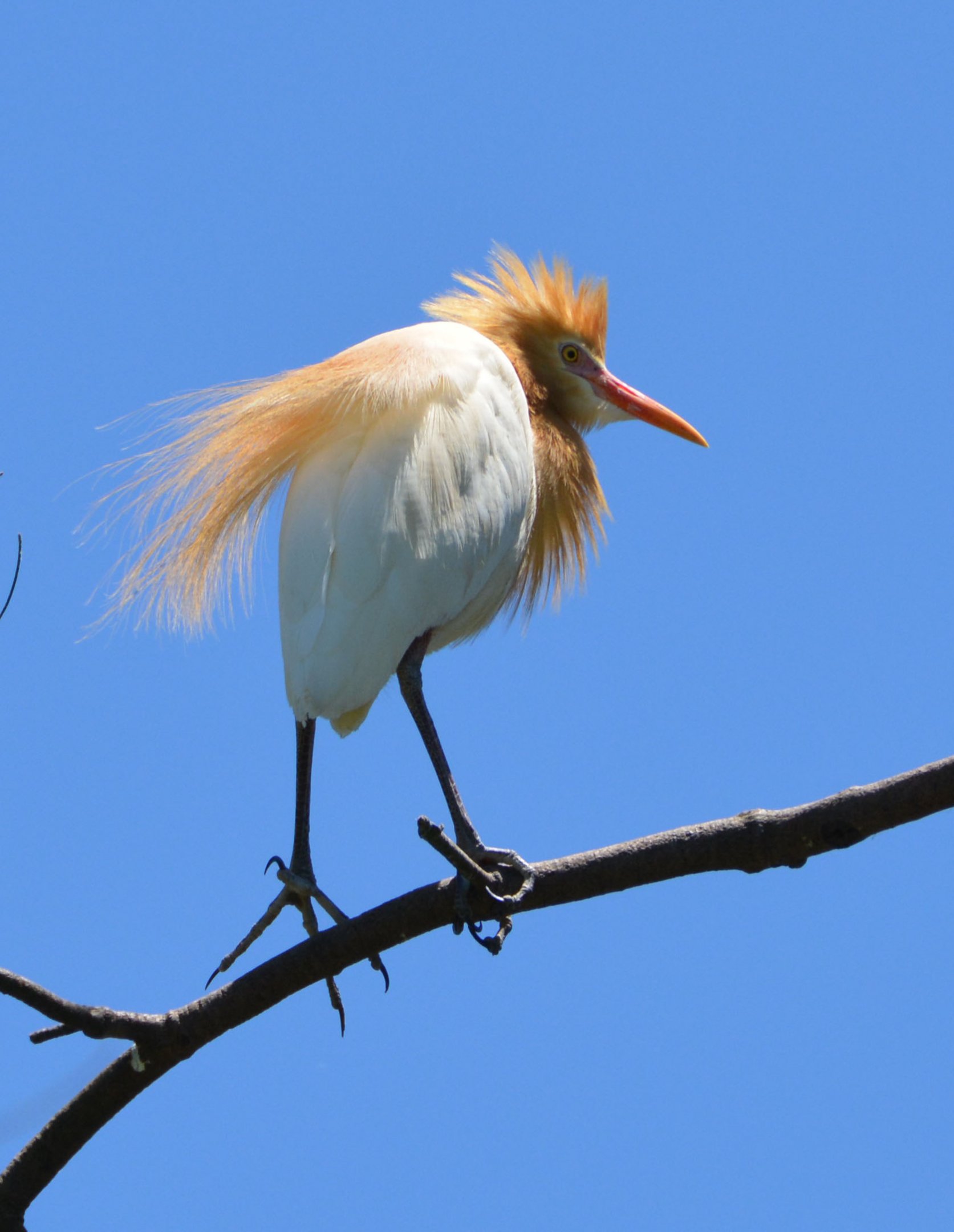 Cattle egret