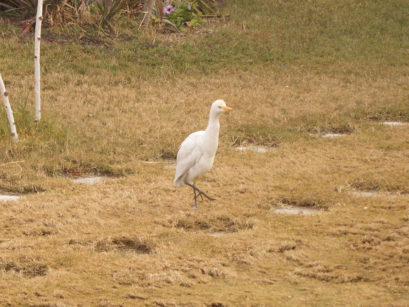 cattle egret