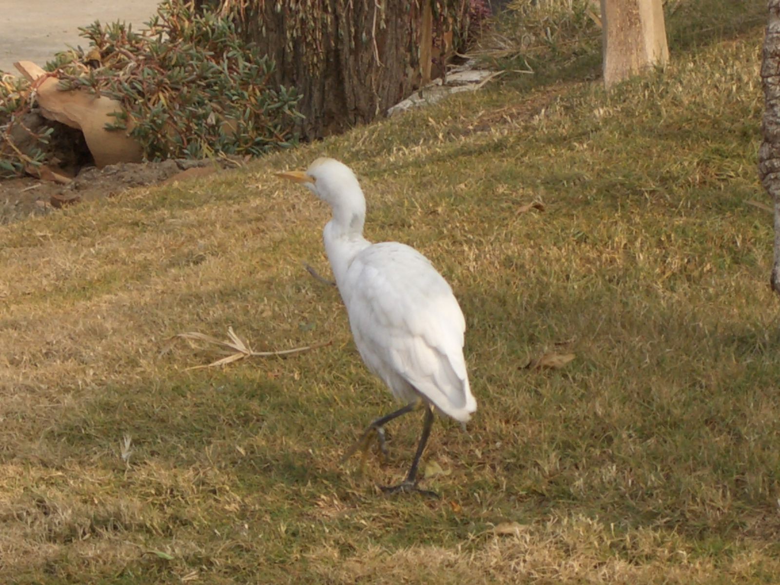 cattle egret