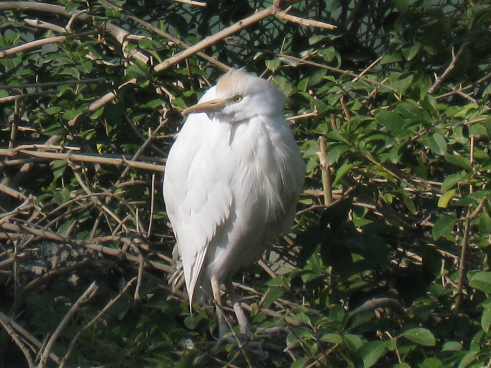 cattle egret