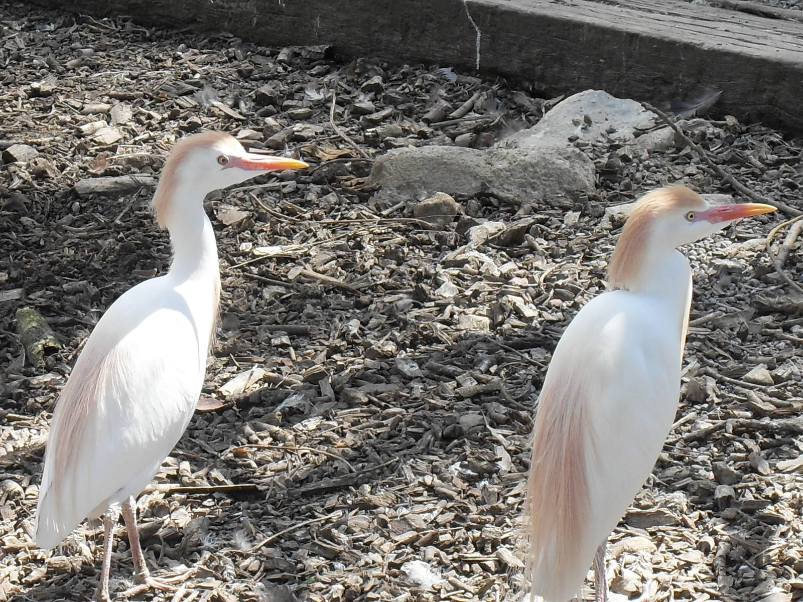 cattle egrets 2 07/10